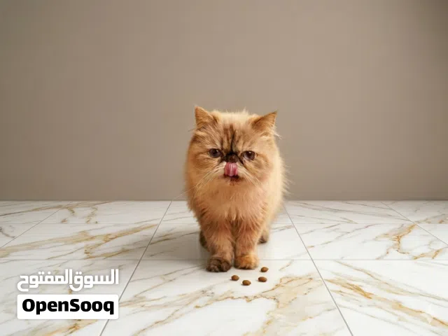 هملايا بيكي فيس للبيع