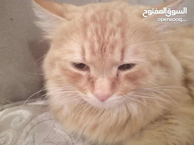 قطوس للبيع سعر 450. كل شئ واضح في الوصف