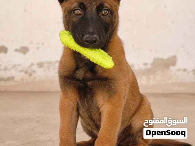 مالينوا شهر و اسبوعين للبيع