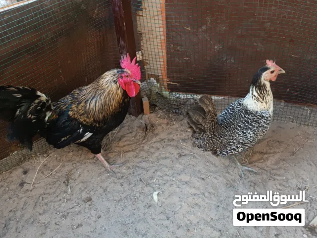 ديك و دجاجه وطنيات دجاج ديك بروحه ب 40 و دجاجه ب 45 و زوز ب 75