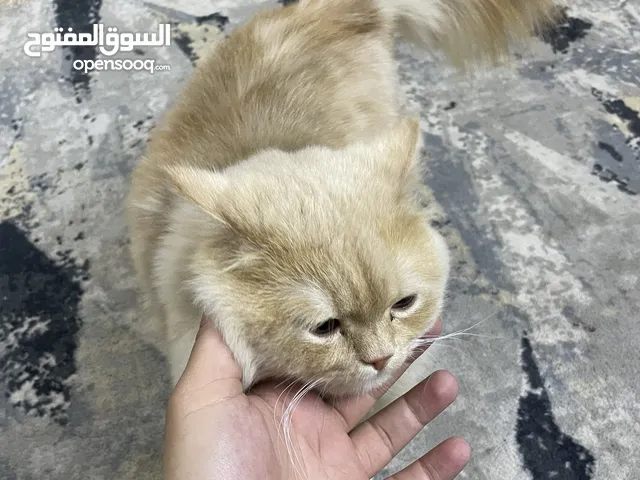 قطة شيرازي للبيع / بغداد الدورة