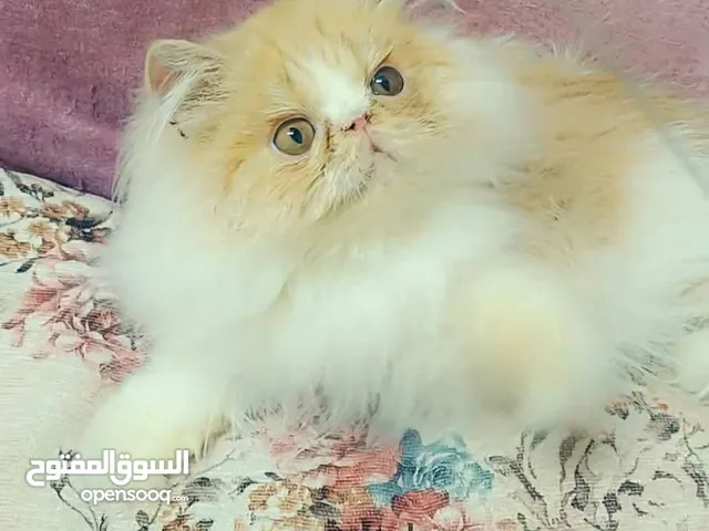 بسم لله للبيع ولد بيرشين ريد وايت