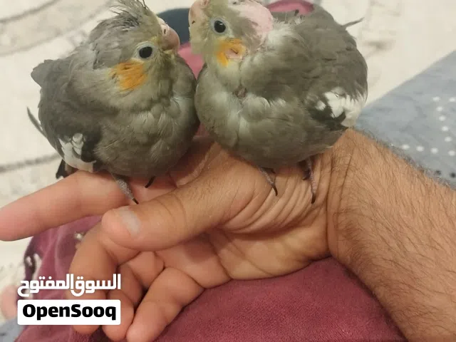 زوج كوكتيل عمر شهرين اليفات