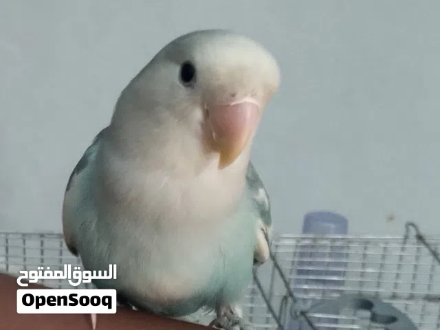 طرف بركاديلو مروض للبيع