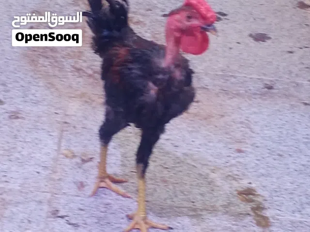 ديج ابو ركيبة مخلف مرغوب وصحه ممتازه عرف رومي ///رمانه