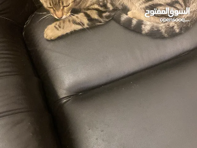 قط بلدي لونه جميل وعمر تقريبا سنه