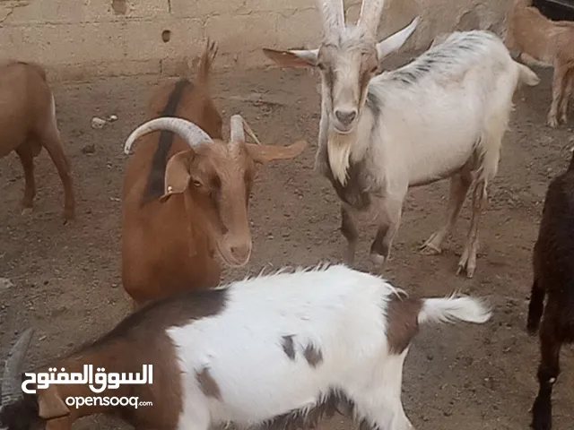 تيس البينو اصلي كفالة هداد