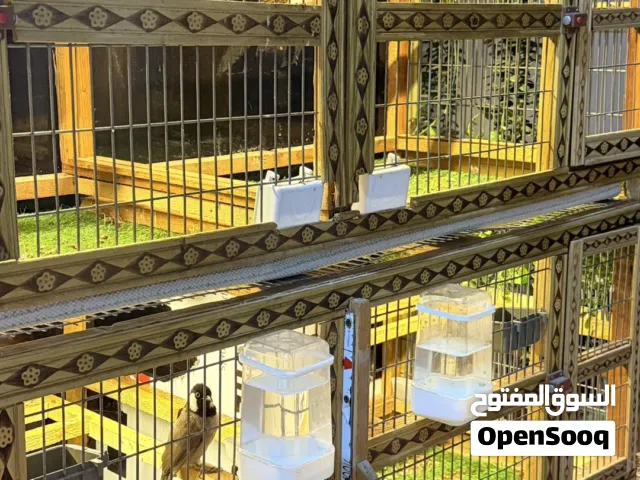 قفص بلابل قواطع درجه اولى