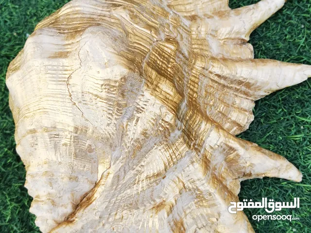 أصداف لزينة ديكور الحديقة والمنزل