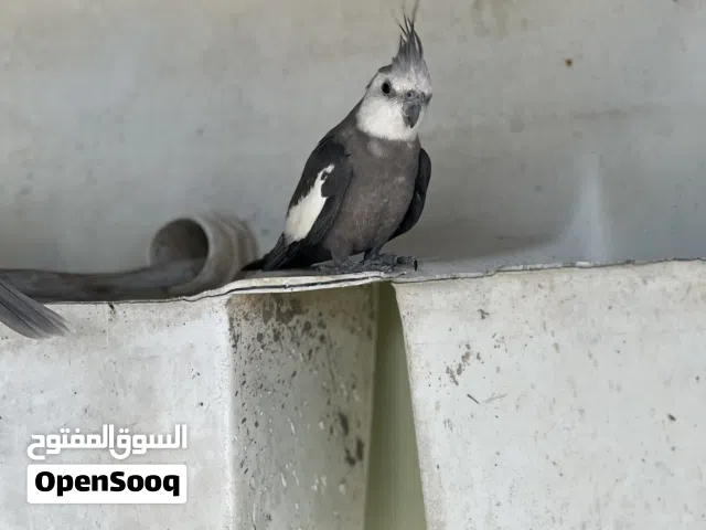 ذكر كوكتيل للبدل مع انثى او ذكر روز او للبيع