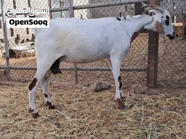 شاه  صلاليه