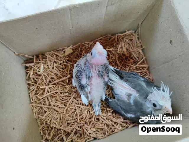 طيور حب وكوكتيل