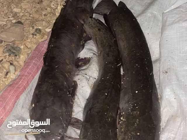 اسماك بلبوط او قرموط او اسماك السلور تربيه منزل للبيع بسعر ممتاز