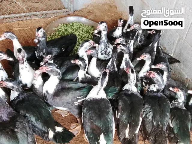 بط مصري ايناث وذكور بياض