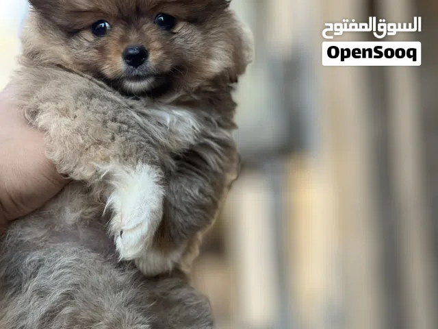 Pomeranian puppy