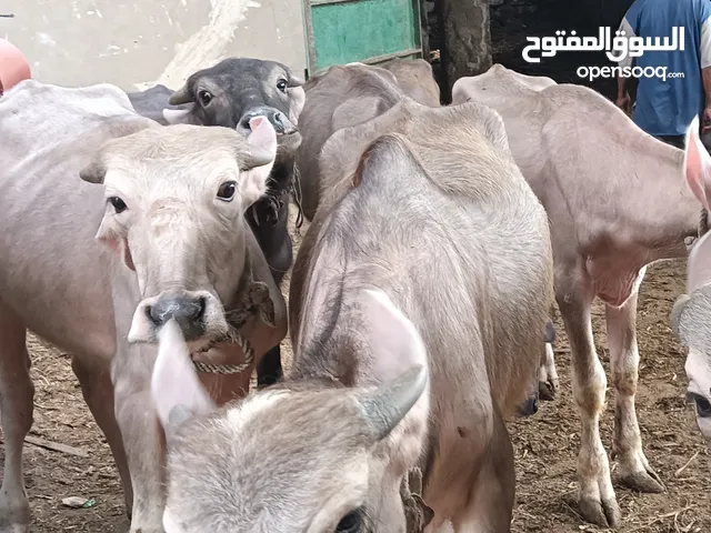 جاموس نتى عمر سنه واقد كوم حماده