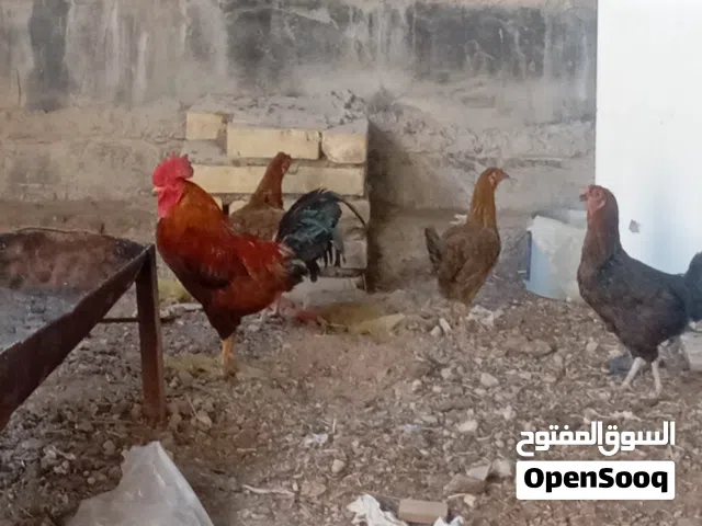 دجاج عرب بصحة جيدة العدد5دجاجات وديج من ضمنها 2كويتيات بياضات