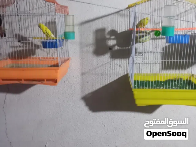 طيور هولندي الوصف