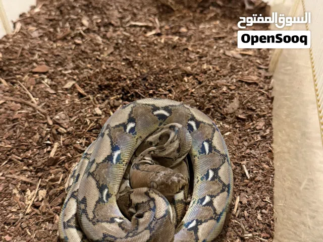 Reticulated python رتك بيثون