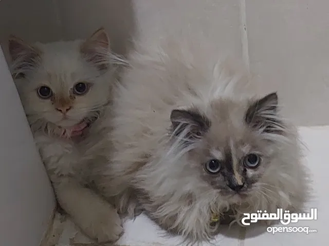 cat male and famle age 2 mounth