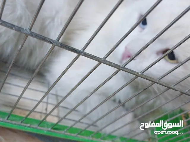 قط شيرازي ملون العينين