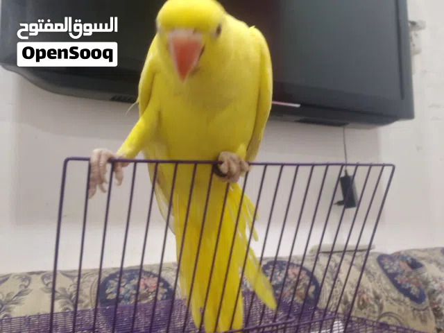 درة صفرة اعيون حمرة بعدها زغيرة