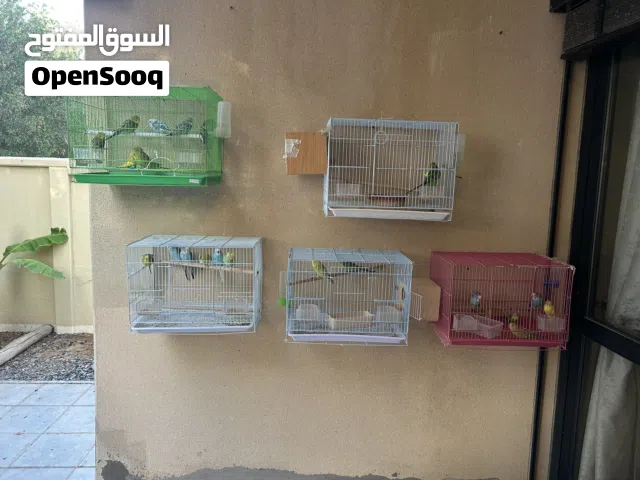 طيور بادجي للبيع