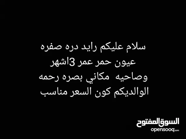 محتاج دره صفره اعيون حمر