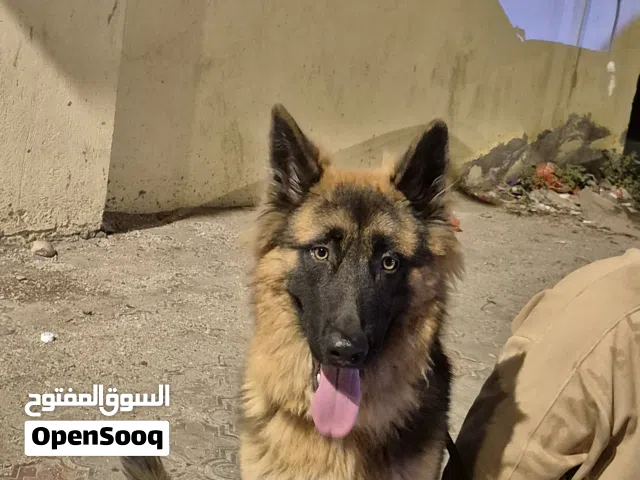 جيرمن شيبرد بلاك فيس أصل متوفر للبيع
