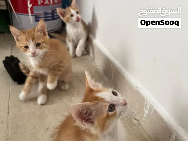 6 قطط كتنز مابين الشيرازي والعادي مجاناً