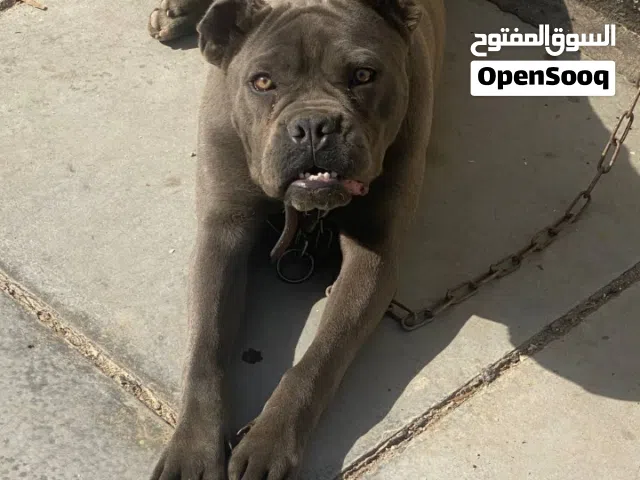 الحيوانه بلاش بلاش  بنسبه المواصفاته