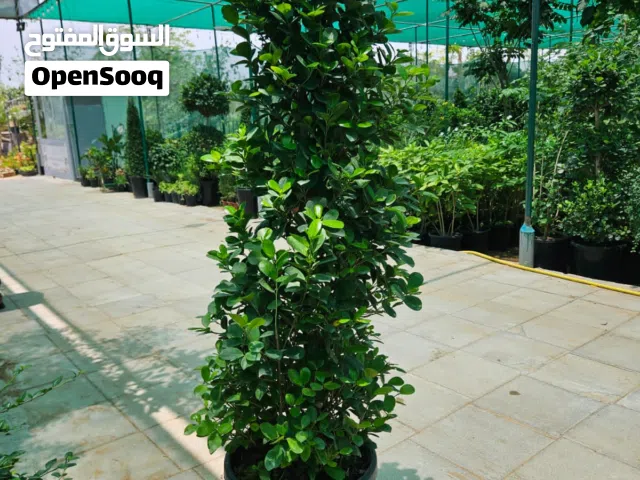 Ficus Trees