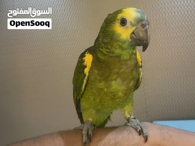 Blue Fronted jako Amazon Parrot