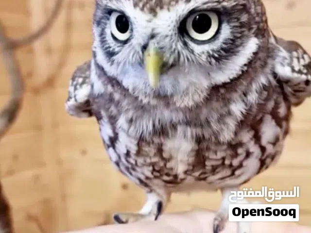 بومة للبيع مع التوصيل