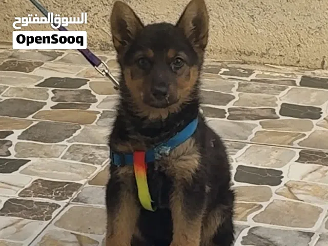 كلب جيرمن للبيع العمر 3اشهر او بصحه جيده اوكتاب تلقيح او املقح كامل