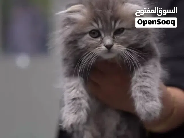بسعر مغري مع جميع مستلزماتو والمطاعيم لمحبي القطط