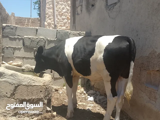 بسم الله ماشاء الله عجل العمر 11الشهر للبيع