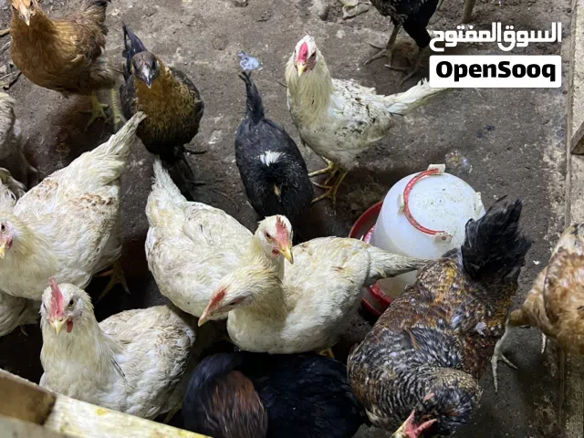 دجاج للبيع عربي وياهم 5مال معمل