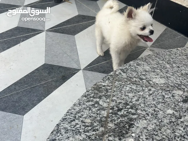 كلاب سوبر مني بو أوكراني تبزير بالعراق فول نقاوه وصحه مع دفتر لقاحات