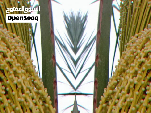 مقاول نخيل صيانة وتوريد