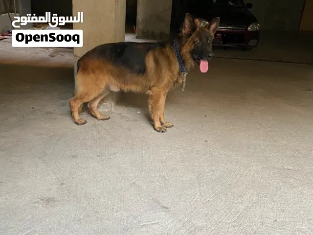 كلب جيرمن سنة ونص تقليب حلو