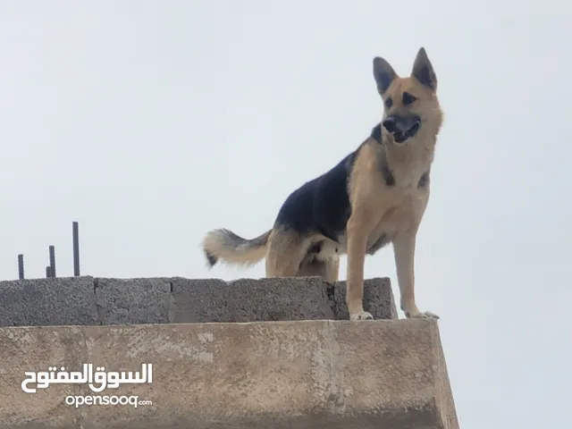 كلبة جرمن اصل الأصل ست أصابع المرغوب وشراسة انتاج ممتاز