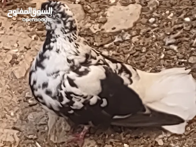 حمام مشكل وقنون حديد