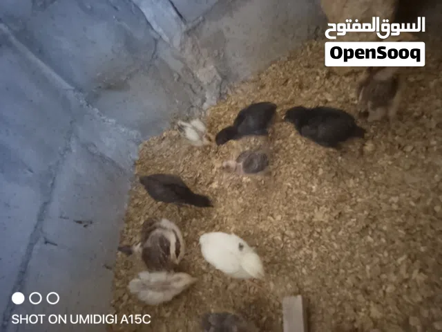 بيع دجاج + صيصان بلدي ورقابي