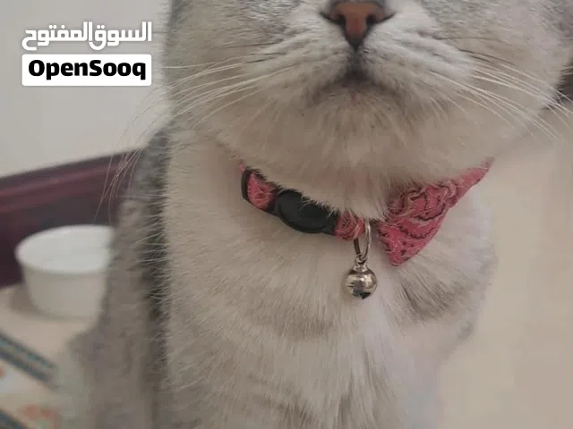 للبيع قطة سكوتش فولد ام مع 3 صغار