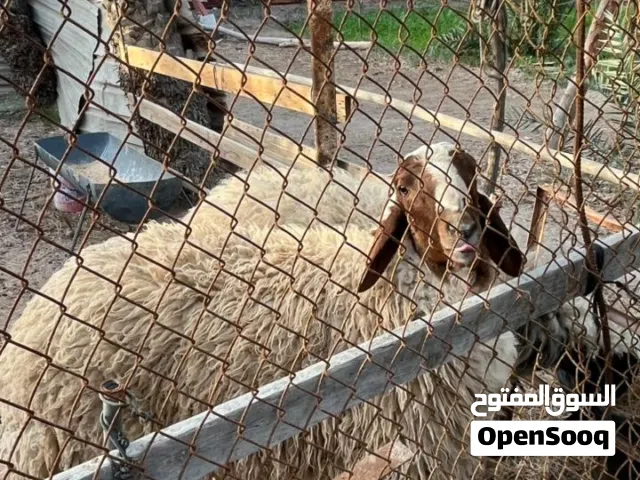خرفان للبيع أنثى وفحل (ذكر)