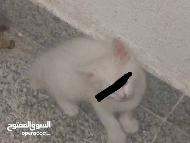 3 cute cats, with mom, not sale just adoption 3 قطط لطيفة مع أمها، ليست للبيع، فقط للتبني