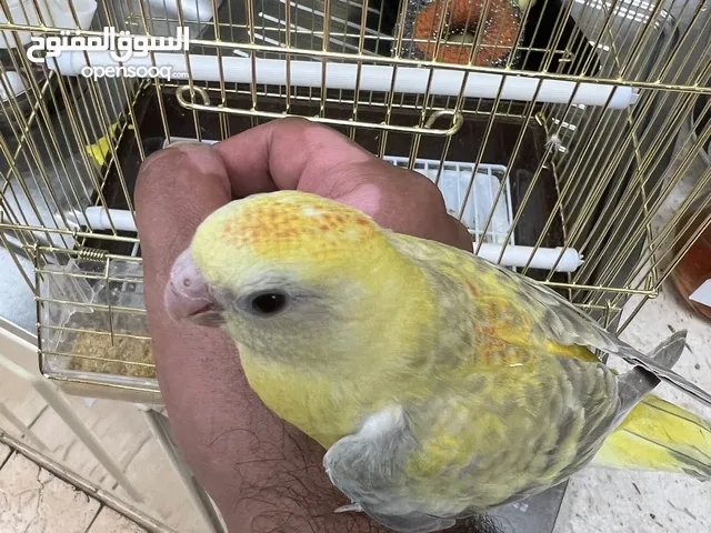 براكيت ربوه