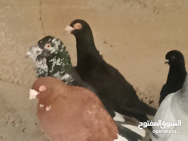 انواع حمام مشكلة للبيع