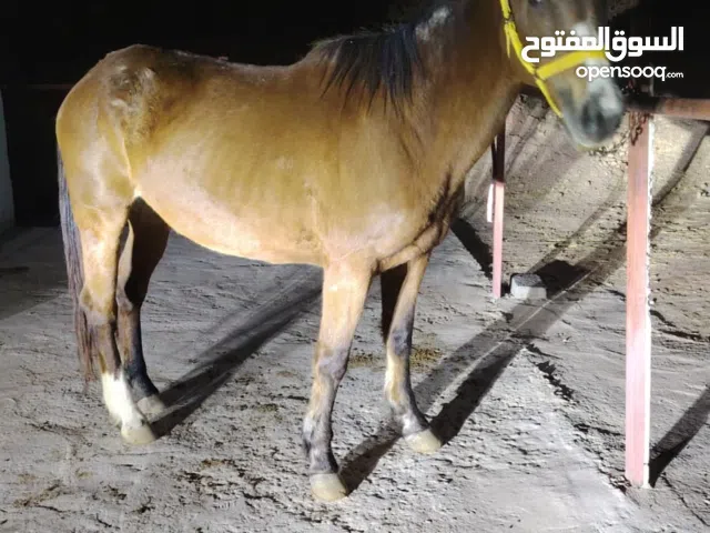 للبيع فرس مهجنه تنفع للاطفال